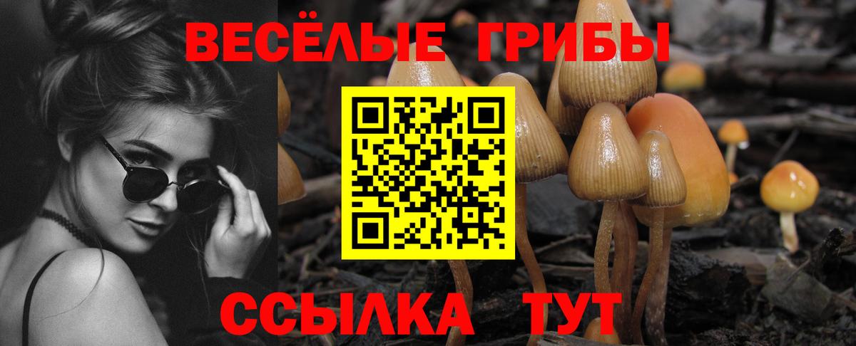 Южноуральск  Псилоцибиновые грибы Psilocybe  Вход с VPN 